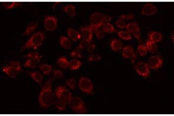 OR11L1 antibody  (Internal Region)