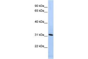 Western Blotting (WB) image for anti-Synaptogyrin 4 (SYNGR4) antibody (ABIN2459060) (SYNGR4 antibody)