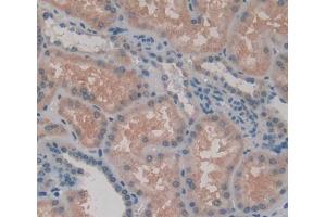 Used in DAB staining on fromalin fixed paraffin- embedded kidney tissue (Rhotekin antibody  (AA 309-416))