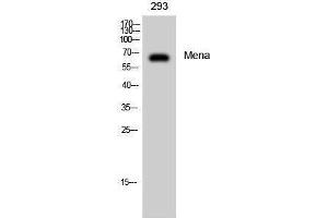 Western Blotting (WB) image for anti-Enabled Homolog (ENAH) (C-Term) antibody (ABIN3175988) (ENAH antibody  (C-Term))
