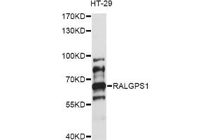 Western blot analysis of extracts of HT-29 cells, using RALGPS1 antibody (ABIN6293516) at 1:1000 dilution. (RALGPS1 antibody)