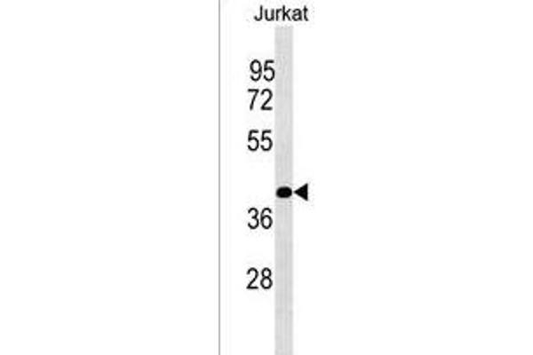 PLCXD1 antibody  (AA 194-220)