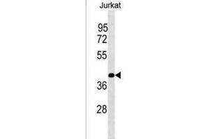 PLCXD1 Antibody (Center) (ABIN1538027 and ABIN2849872) western blot analysis in Jurkat cell line lysates (35 μg/lane).