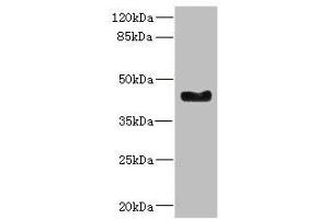 Western blot All lanes: WNT7B antibody at 2. (WNT7B antibody  (AA 120-349))