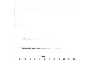 Image no. 2 for anti-Leptin (LEP) antibody (ABIN465529) (Leptin antibody)