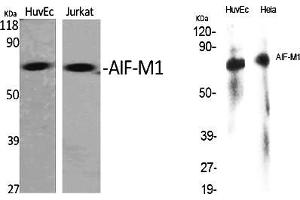 Western Blot analysis of various cells using AIF-M1 Polyclonal Antibody diluted at 1:1000. (AIF antibody  (AA 30-110))