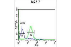 GPHN Antibody (Center) flow cytometric analysis of MCF-7 cells (right histogram) compared to a negative control cell (left histogram). (Gephyrin antibody  (Middle Region))
