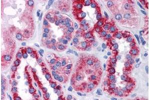 Human Kidney: Formalin-Fixed, Paraffin-Embedded (FFPE) (BAIAP2L1 antibody  (AA 398-512))
