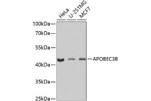Western blot analysis of extracts of various cell lines, using B antibody (ABIN6129928, ABIN6137004, ABIN6137005 and ABIN6224859) at 1:1000 dilution. (APOBEC3B antibody  (AA 1-180))