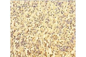 Immunohistochemistry (IHC) image for anti-Protein-tyrosine Phosphatase 1C (PTPN6) (AA 1-597), (Isoform 2) antibody (ABIN7174116)