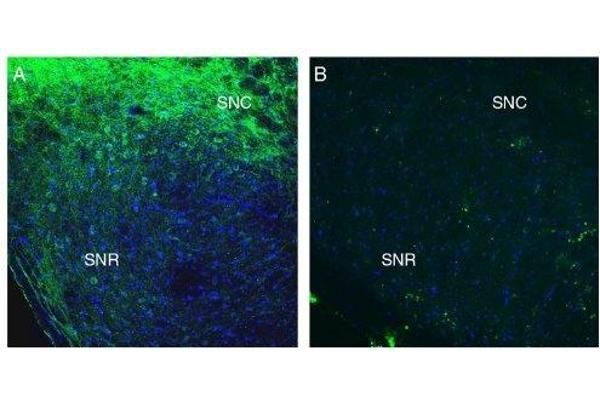 SLC41A2 antibody  (Extracellular, N-Term)