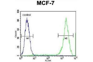 PCDH20 Antibody (Center) flow cytometric analysis of MCF-7 cells (right histogram) compared to a negative control cell (left histogram). (PCDH20 antibody  (Middle Region))