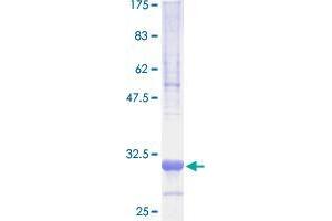 Chromosome 6 Open Reading Frame 48 (C6orf48) (AA 1-37) protein (GST tag)