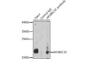 Immunoprecipitation analysis of 200 μg extracts of K-562 cells, using 3 μg C antibody (ABIN7265638). (APOBEC3C antibody  (AA 1-190))