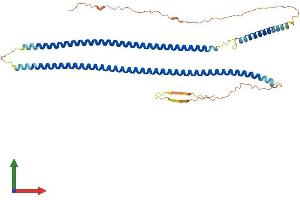AlphaFold protein structure predicition of Human Recombinant KRT25 Protein, UniprotID Q7Z3Z0