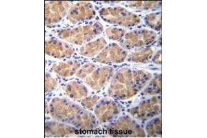 TOR2A Antibody (Center) (ABIN656112 and ABIN2850491) immunohistochemistry analysis in formalin fixed and paraffin embedded human stomach tissue followed by peroxidase conjugation of the secondary antibody and DAB staining. (TOR2A antibody  (AA 194-221))
