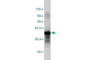 Western Blot detection against Immunogen (36. (PTPRS antibody  (AA 31-128))