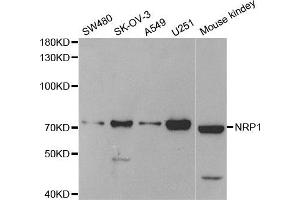 Western Blotting (WB) image for anti-Neuropilin 1 (NRP1) antibody (ABIN1882337) (Neuropilin 1 antibody)