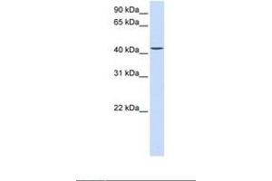 Image no. 1 for anti-Parvin, beta (PARVB) (C-Term) antibody (ABIN6738196) (Parvin, beta antibody  (C-Term))