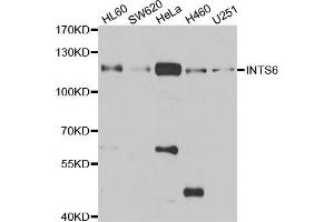Western blot analysis of extracts of various cell lines, using INTS6 antibody. (INTS6 antibody)