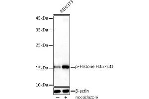 Western blot analysis of extracts of NIH/3T3 cells, using Phospho-Histone H3. (Histone H3.3 antibody  (pSer31))