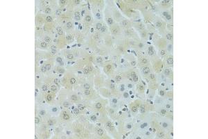 Immunohistochemistry of paraffin-embedded mouse liver using RSRC1 antibody (ABIN5974341) at dilution of 1/100 (40x lens). (RSRC1 antibody)