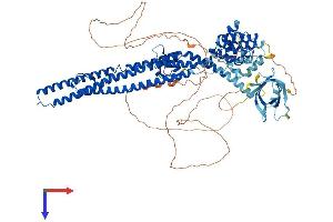 AlphaFold protein structure predicition of Human Recombinant ARHGAP42 Protein, UniprotID A6NI28 (ARHGAP42 Protein (AA 1-874) (His tag))
