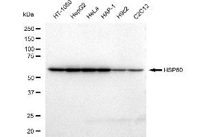 Western blotting analysis using HSP60 antibody (ABIN7798848).