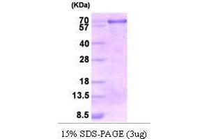 Figure annotation denotes ug of protein loaded and % gel used. (Calnexin (CANX) (AA 21-481) Peptide)