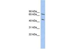 Image no. 1 for anti-Tripartite Motif Containing 3 (TRIM3) (AA 431-480) antibody (ABIN6745223) (TRIM3 antibody  (AA 431-480))