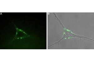 Expression of P2RY1 in rat PC12 cells - Cell surface detection of P2RY1 in intact living rat pheochromocytoma (PC12) cells. (P2RY1 antibody  (Extracellular) (Atto 488))