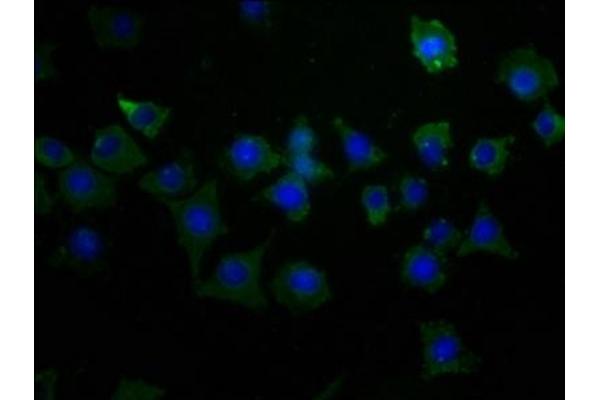 Kv2.1/KCNB1 antibody  (AA 535-765)