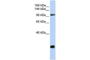 Western Blotting (WB) image for anti-Tight Junction Protein 2 (Zona Occludens 2) (TJP2) antibody (ABIN2458693) (TJP2 antibody)