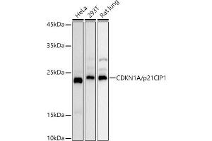 Western Blotting (WB) image for anti-Cyclin-Dependent Kinase Inhibitor 1A (p21, Cip1) (CDKN1A) (AA 43-142) antibody (ABIN3022006)