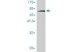 Western Blot detection against Immunogen (83. (NPEPL1 antibody  (AA 1-523))