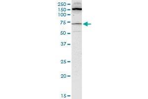 BLK monoclonal antibody (M01), clone 3E5-3A8. (BLK antibody  (AA 1-505))