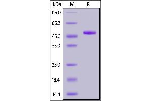 Human ILDR2, Fc Tag on  under reducing (R) condition. (ILDR2 Protein (AA 21-186) (Fc Tag))