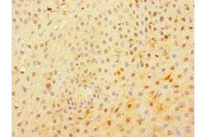 Immunohistochemistry of paraffin-embedded human tonsil tissue using ABIN7174796 at dilution of 1:100 (C1orf54 antibody  (AA 17-131))