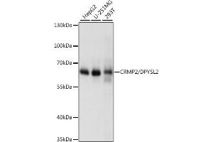 Western blot analysis of extracts of various cell lines, using CRMP2/CRMP2/DPYSL2 antibody (ABIN7266769) at 1:1000 dilution. (DPYSL2 antibody  (AA 400-500))