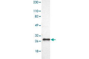Western blot analysis of Human cell line RT-4 with FADD polyclonal antibody  at 1:100-1:250 dilution. (FADD antibody)