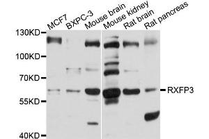 Western blot analysis of extract of various cells, using RXFP3 antibody. (Relaxin 3 Receptor 1 antibody)