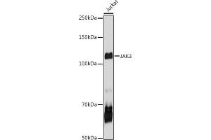 Western blot analysis of extracts of Jurkat cells, using J antibody (ABIN6134375, ABIN6142642, ABIN6142643 and ABIN6213974) at 1:1000 dilution. (JAK3 antibody  (AA 750-850))