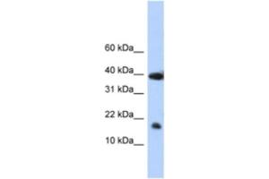 Western Blotting (WB) image for anti-Polymerase (RNA) II (DNA Directed) Polypeptide I, 14.5kDa (POLR2I) antibody (ABIN2461781) (POLR2I antibody)