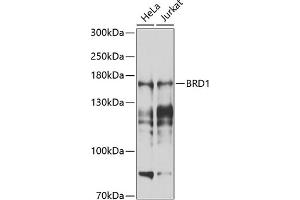 Western blot analysis of extracts of various cell lines, using BRD1 antibody (ABIN6129213, ABIN6137650, ABIN6137651 and ABIN6225205) at 1:1000 dilution. (BRD1 antibody  (AA 1-250))