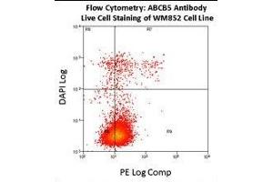 Flow cytometry using ABCB5 antibody on fresh WM852 cells. (ABCB5 antibody  (AA 1-30))