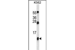 HBG1 Antibody (Center) (ABIN657619 and ABIN2846615) western blot analysis in K562 cell line lysates (35 μg/lane). (HBG1 antibody  (AA 56-85))