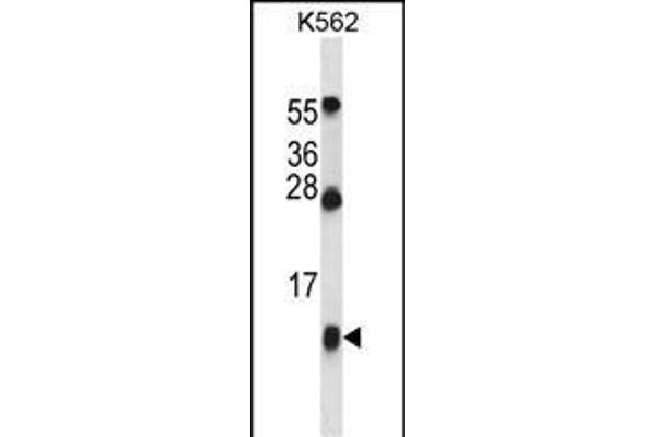 HBG1 antibody  (AA 56-85)