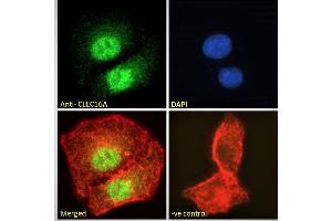 Immunofluorescence (IF) image for anti-C-Type Lectin Domain Family 16, Member A (CLEC16A) (Internal Region) antibody (ABIN238572)