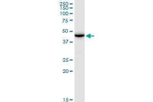 ENO1P MaxPab polyclonal antibody. (ENO1P1 antibody  (AA 1-388))