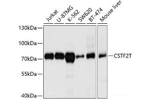 Western blot analysis of extracts of various cell lines using CSTF2T Polyclonal Antibody at dilution of 1:1000. (CSTF2T antibody)